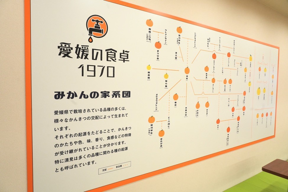 愛媛の食卓1970の店内にあるみかんの家系図