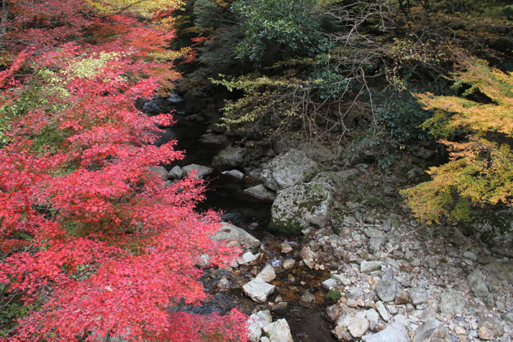 黒尊川上流の渓谷で見られる紅葉風景