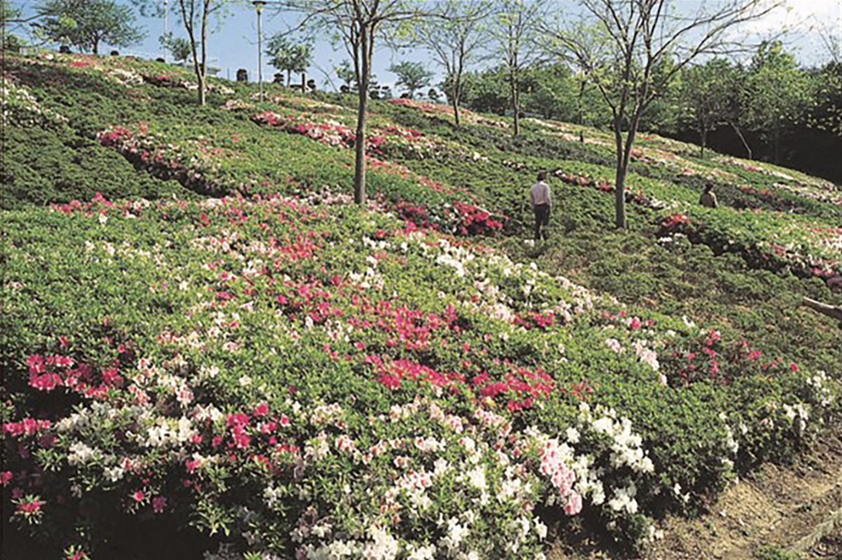 四季折々の草花を楽しめる今治市民の森フラワーパーク