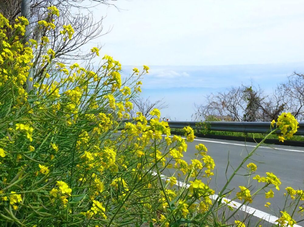 佐田岬メロディー道路沿いに咲く菜の花