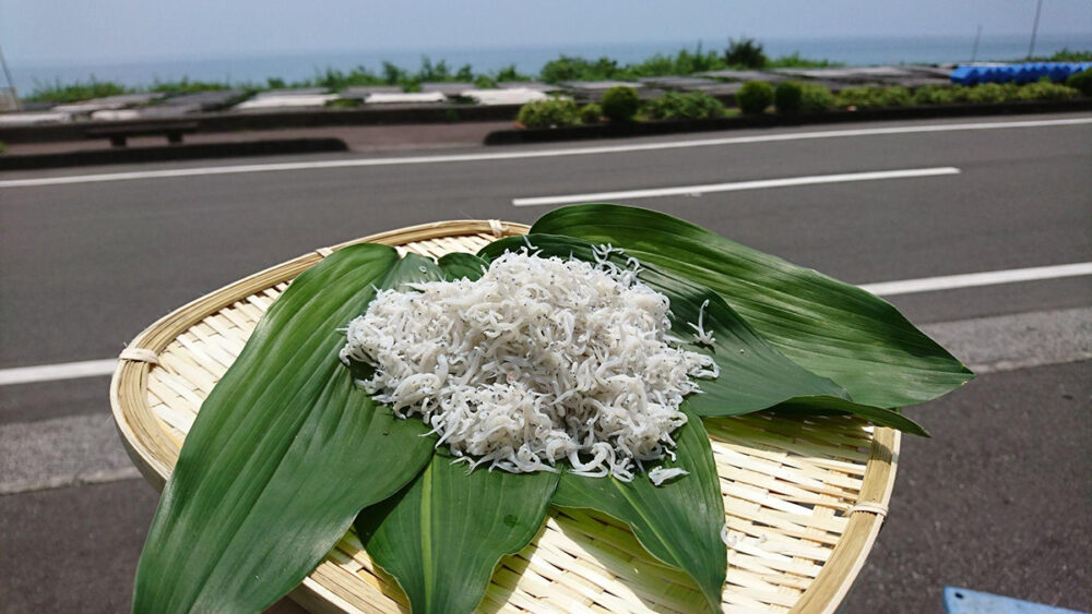 安芸市の特産品となっている釜あげちりめんじゃこ