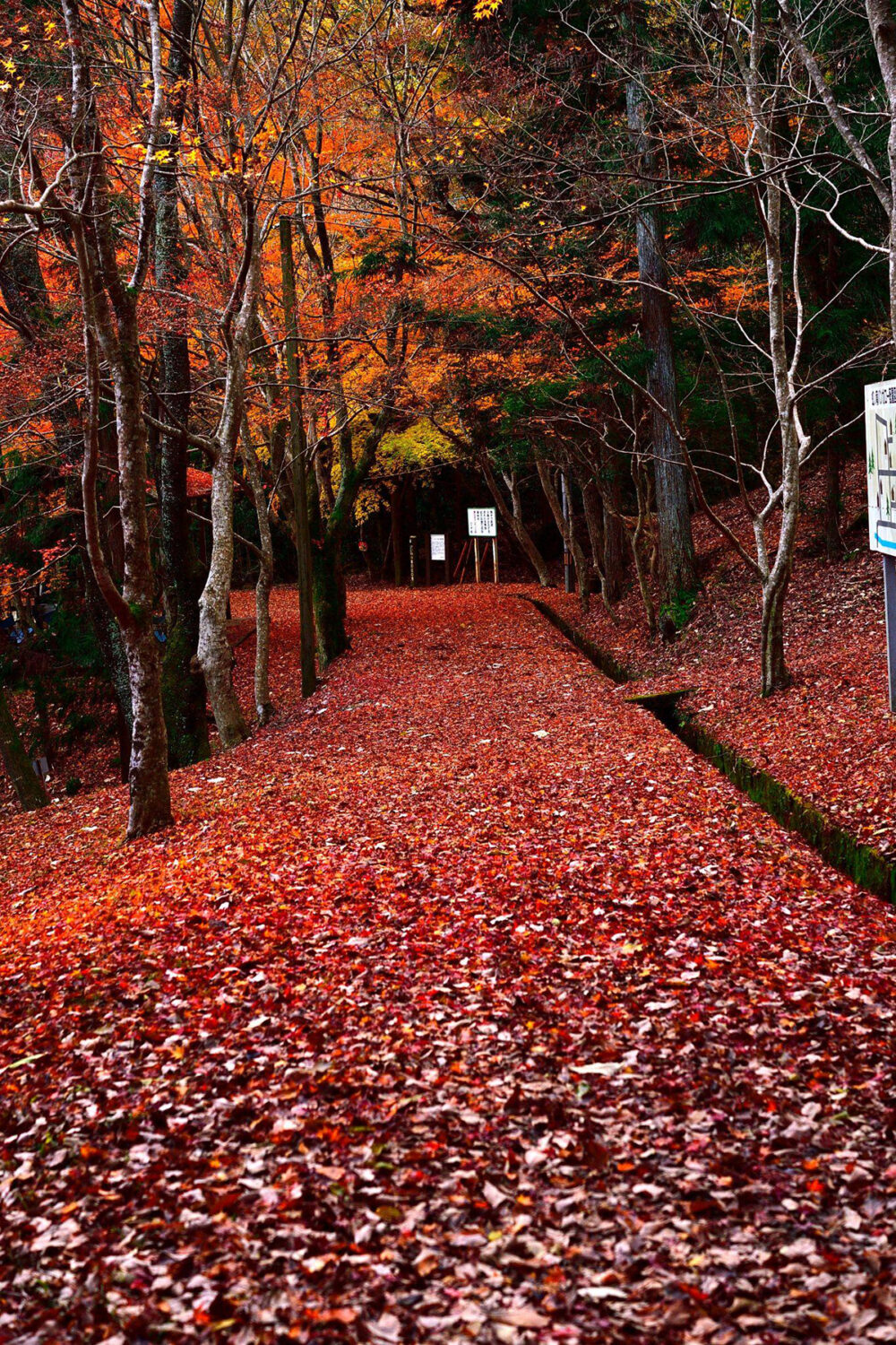 虹の滝周辺の紅葉風景