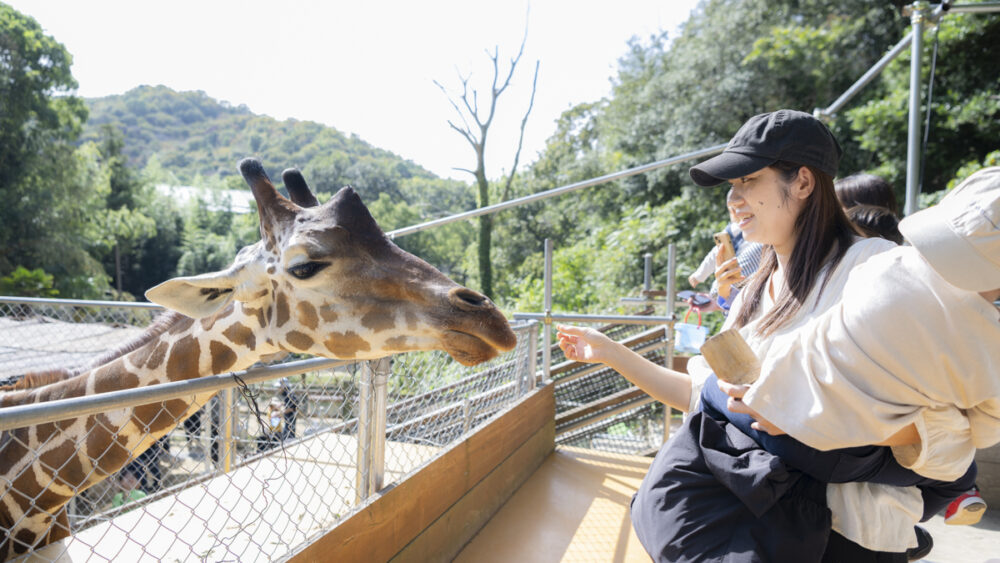 キリンの餌やりイベント