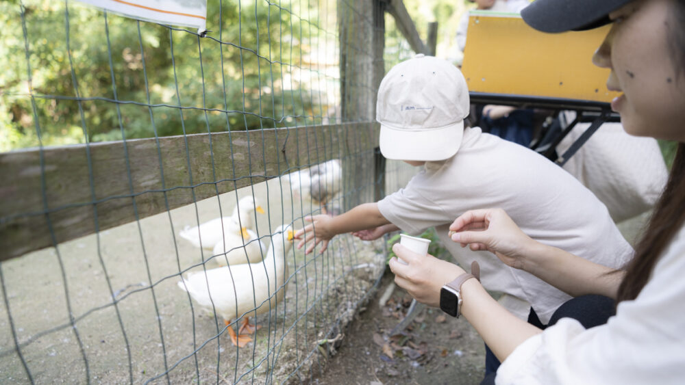 水鳥たちに餌やり