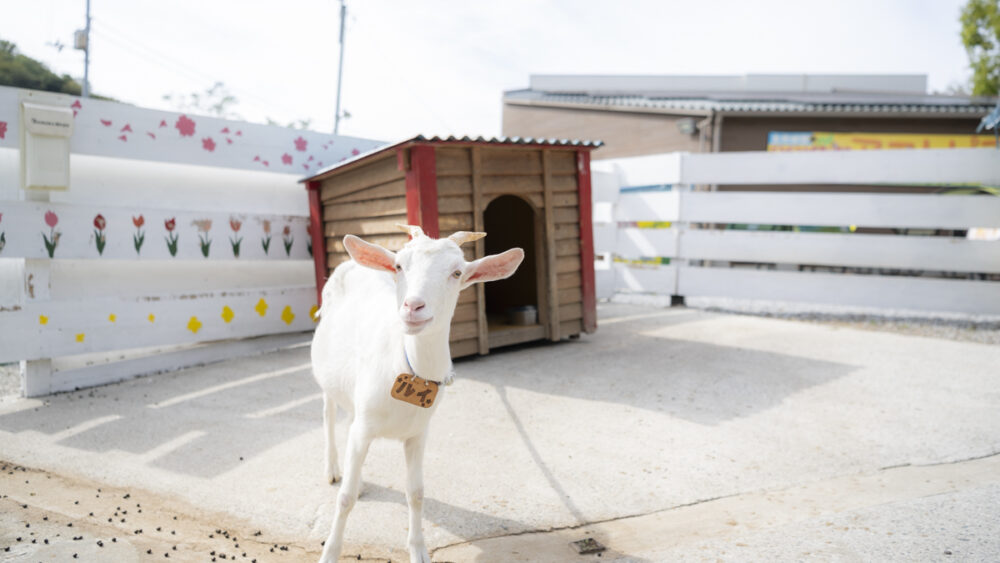 しろとり動物園の入口前にいる可愛いヤギ