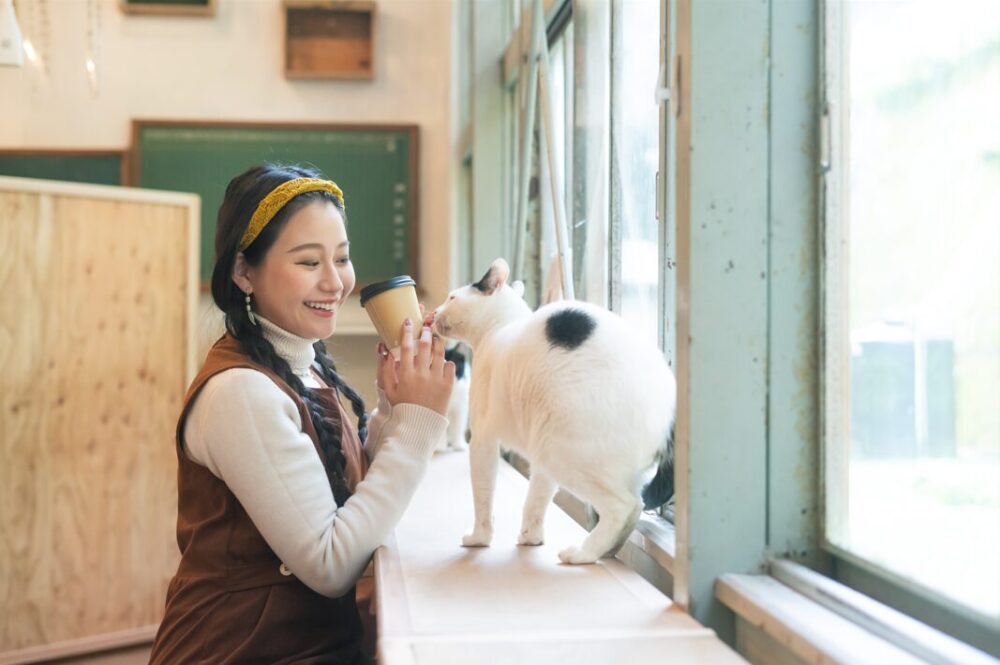 カフェ隣の保護猫ルームで猫と触れ合う