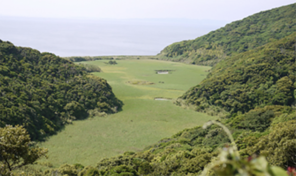 野尾辺湿原の景観