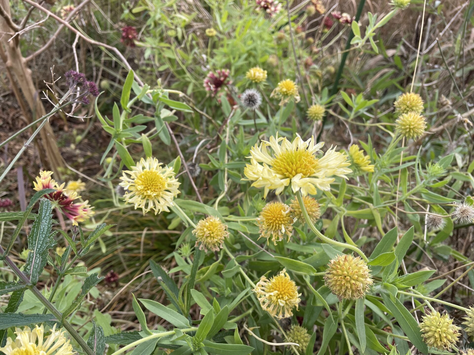 仏生山の森ガーデンにて12月でも咲く花たち