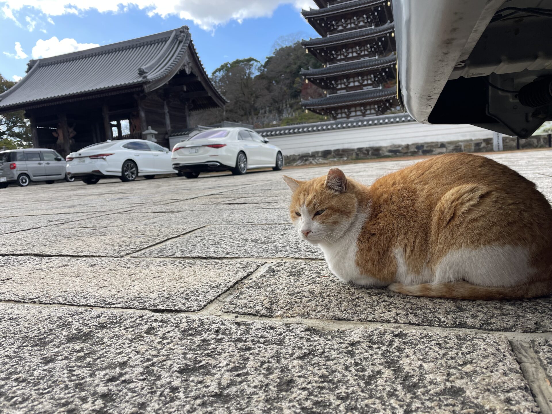 法然寺駐車場で出会った地域猫