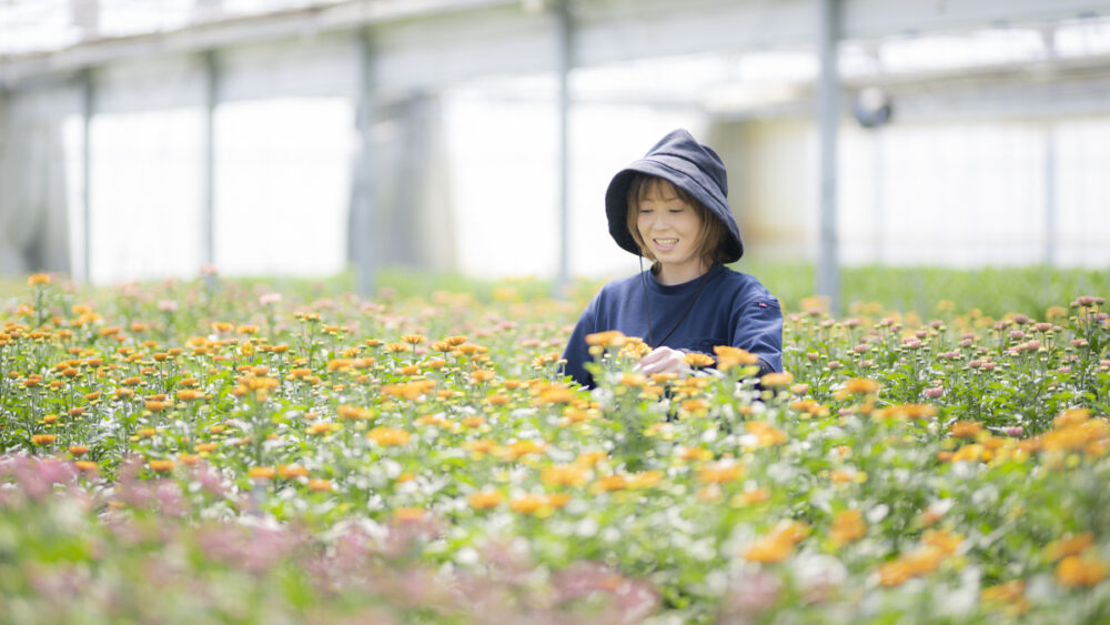 洋菊(マム)の生産農場