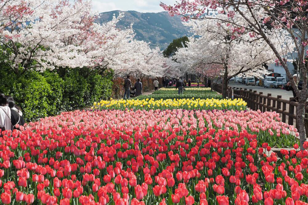 デ・レイケ公園の桜とチューリップの共演
