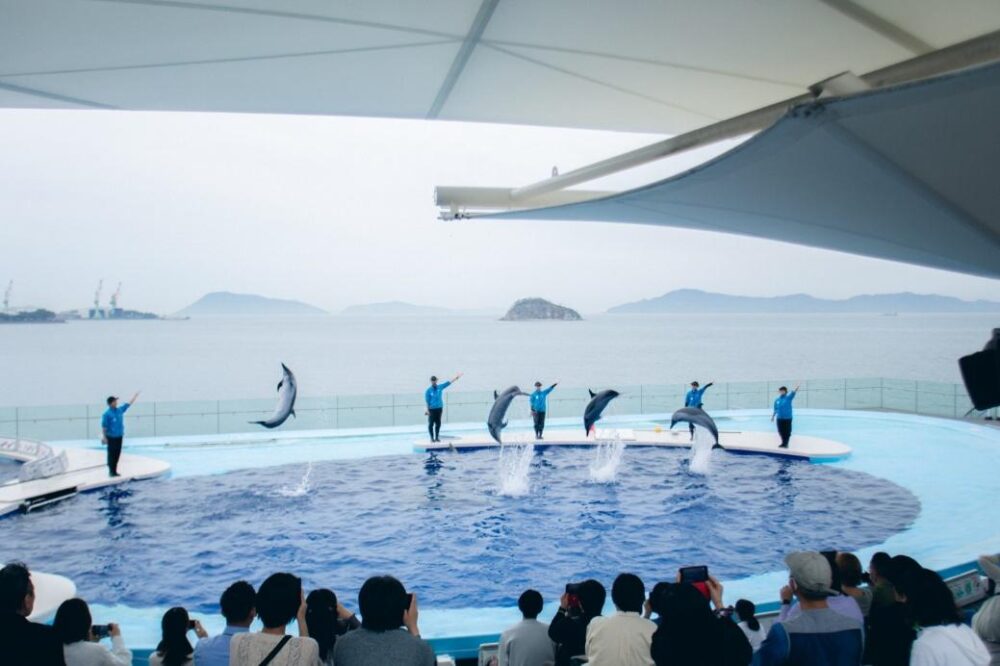 イルカのかわいい仕草が見られる四国水族館のイルカプレイングタイム