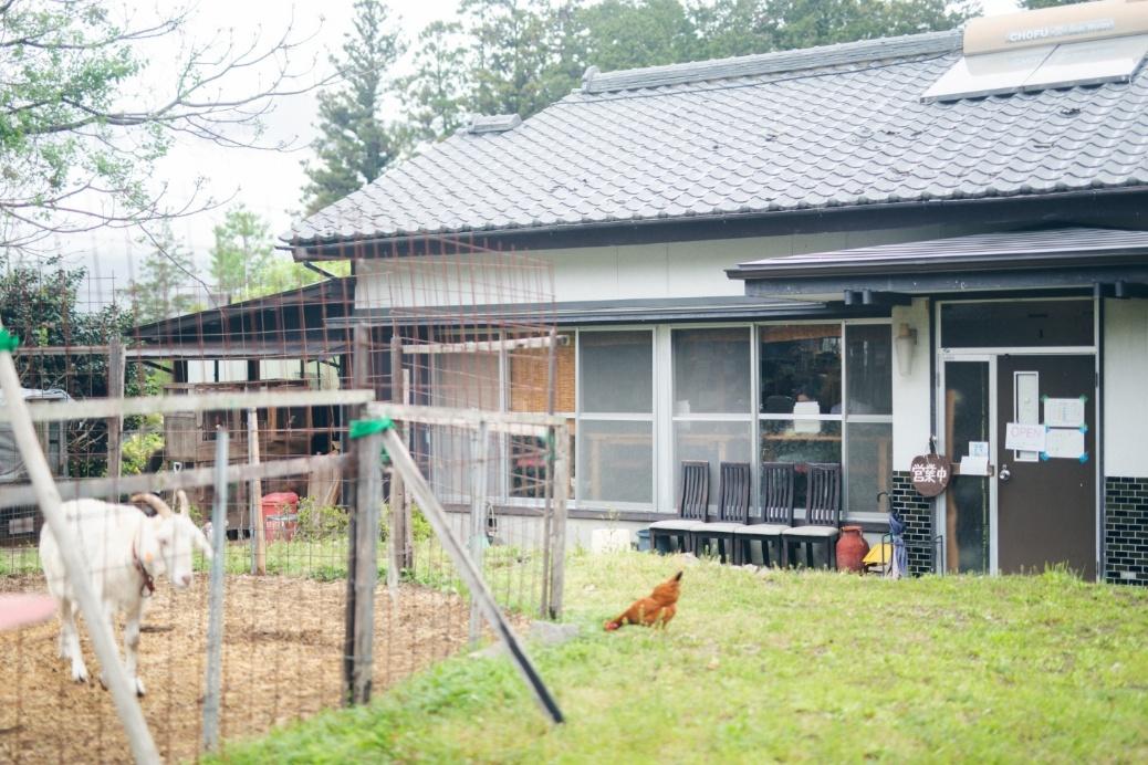 「おすそわけ食堂 まど」の庭にいるヤギとニワトリ