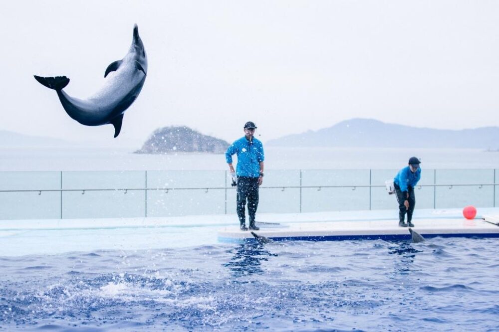 四国水族館のイルカプレイングタイム・飛び跳ねるイルカ