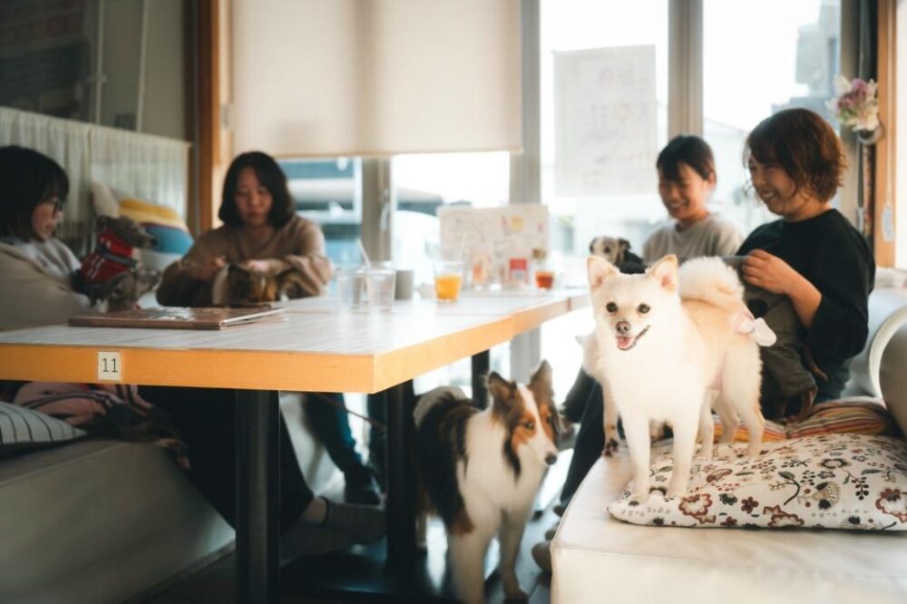 ペット同伴OKの室内ソファ席