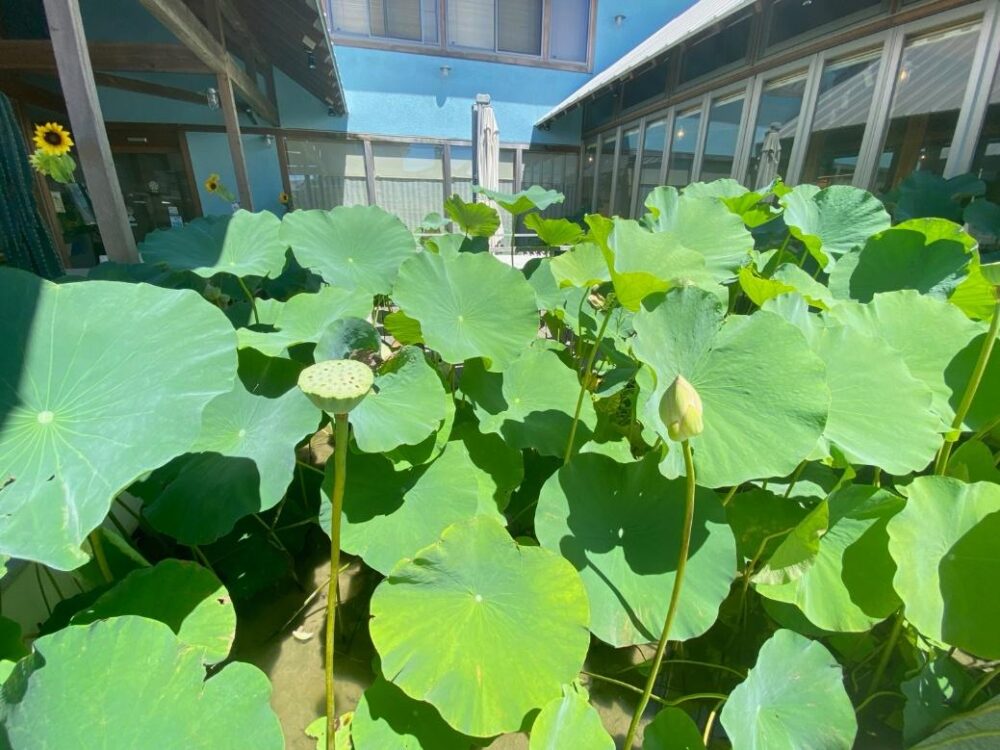 れんまるカフェの敷地内・れんこん畑に青々と茂るれんこんの葉