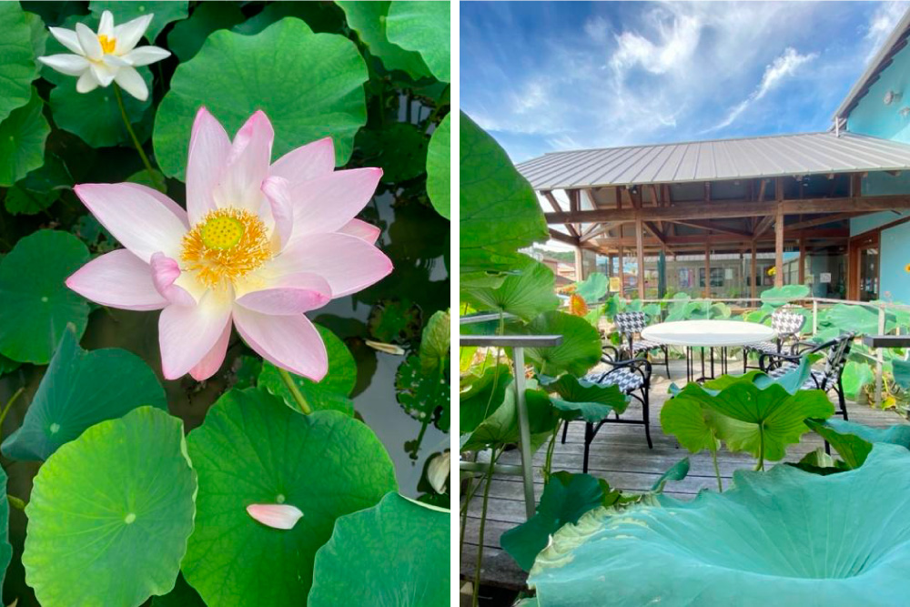 きれいなれんこんの花と、れんこんの葉に囲まれたれんまるカフェのテラス席