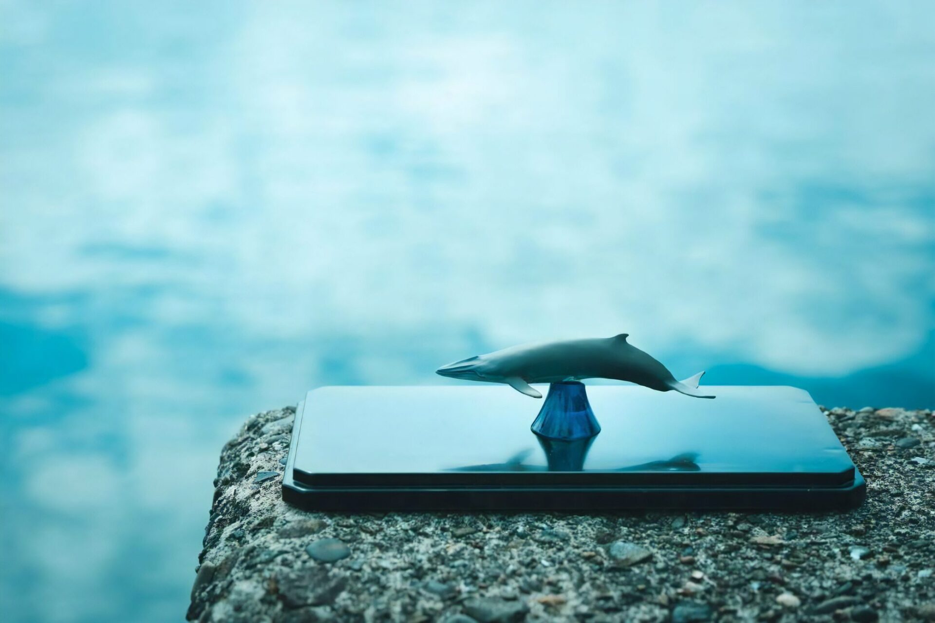 高知・大方ホエールウォッチングツアーでもらえるクジラのフィギュアを海辺で撮影