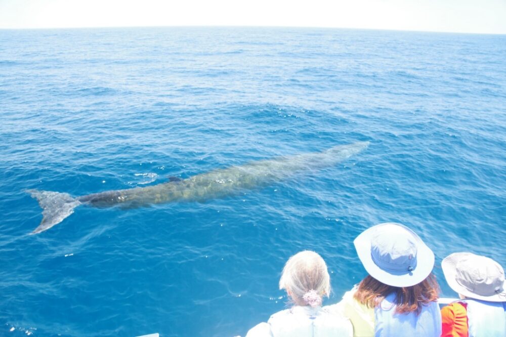 高知・大方ホエールウォッチングツアーで見られたカツオクジラ