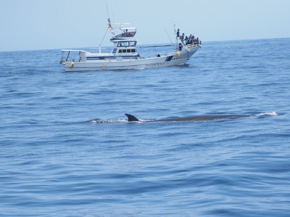 高知・大方ホエールウォッチングツアーで見られたクジラ
