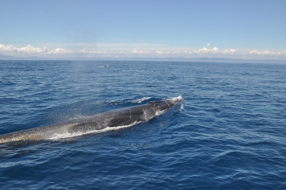 高知・大方ホエールウォッチングの船上から見えたクジラが泳ぐ様子