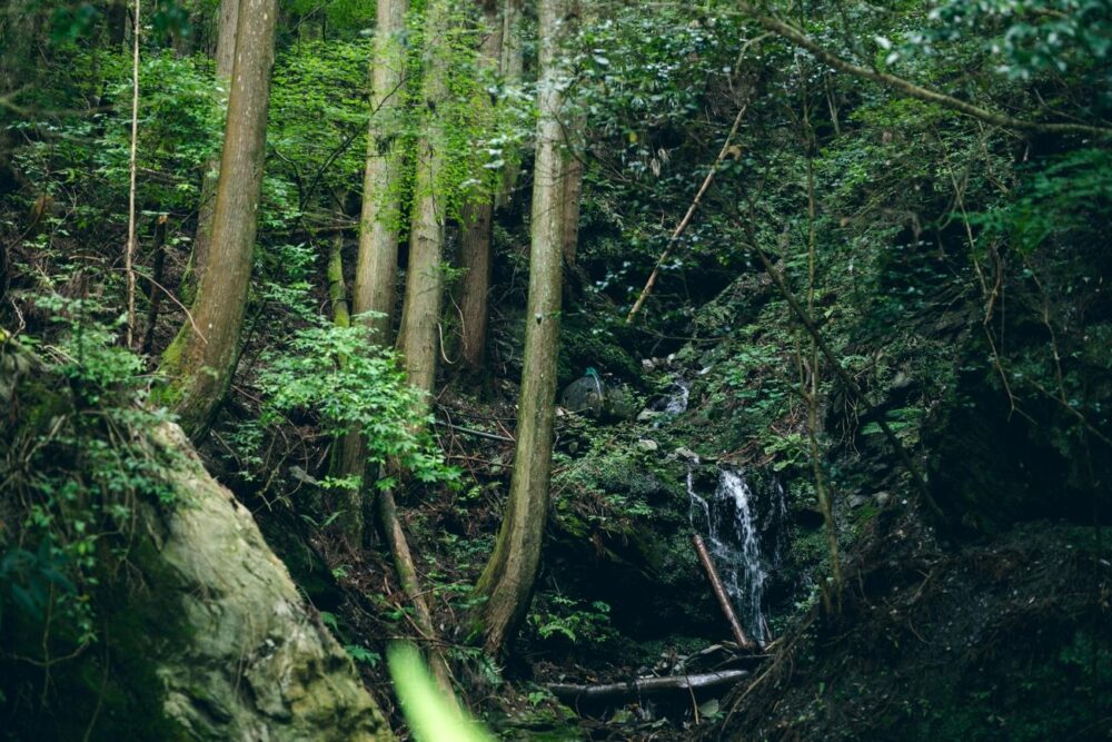 奥祖谷の緑深い山肌