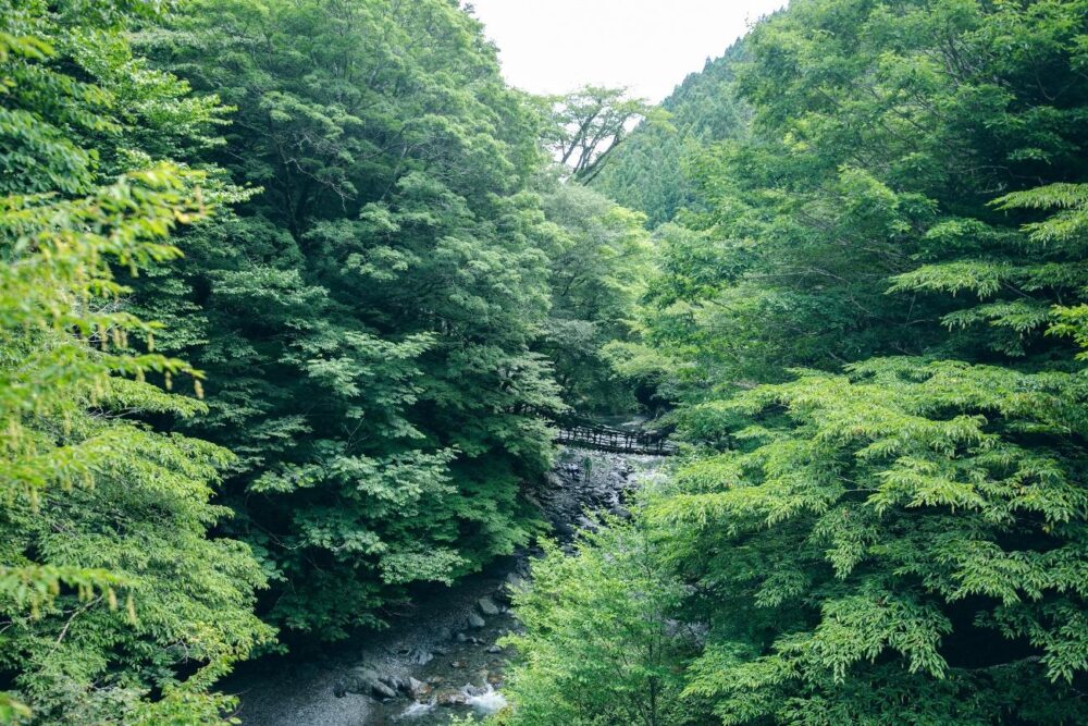 奥祖谷二重かずら橋