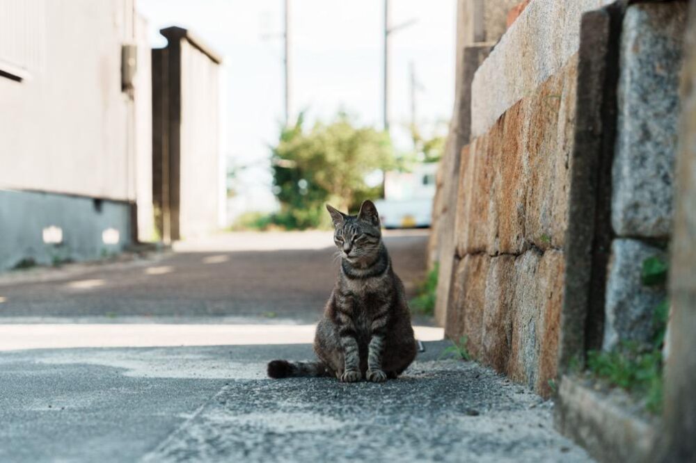 佐柳島の猫