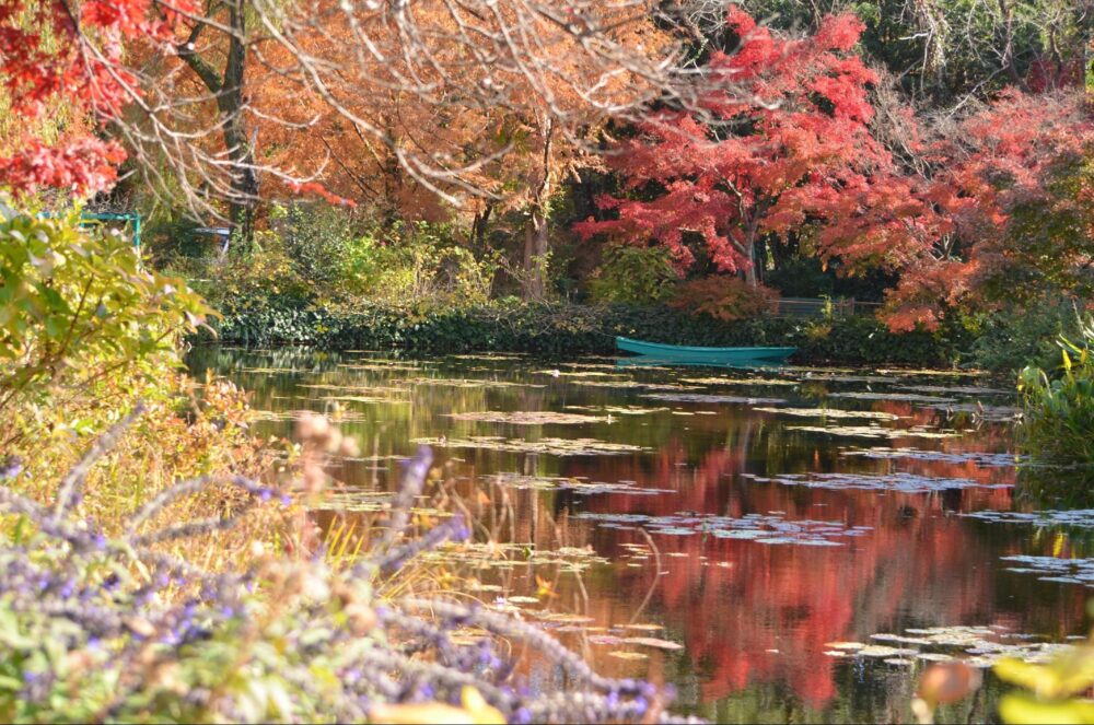 水の庭の周囲が紅葉になっている様子