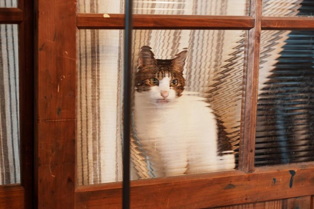 窓越しに猫を愛でる