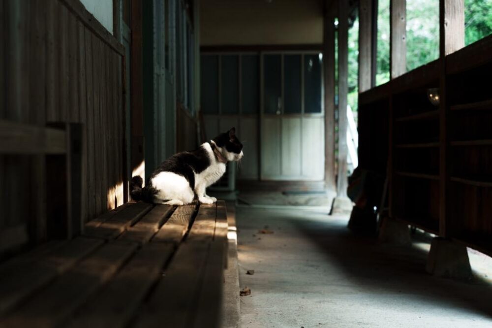 施設内に猫がいる風景
