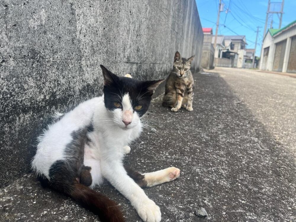 佐柳島の猫