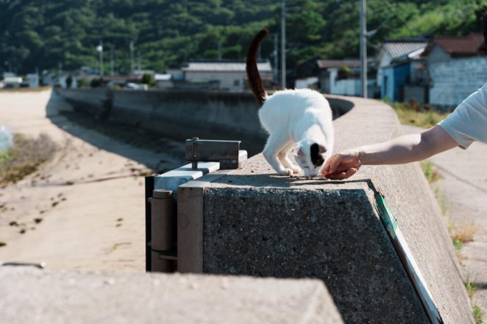 猫じゃらしで猫を防波堤の上へ誘導