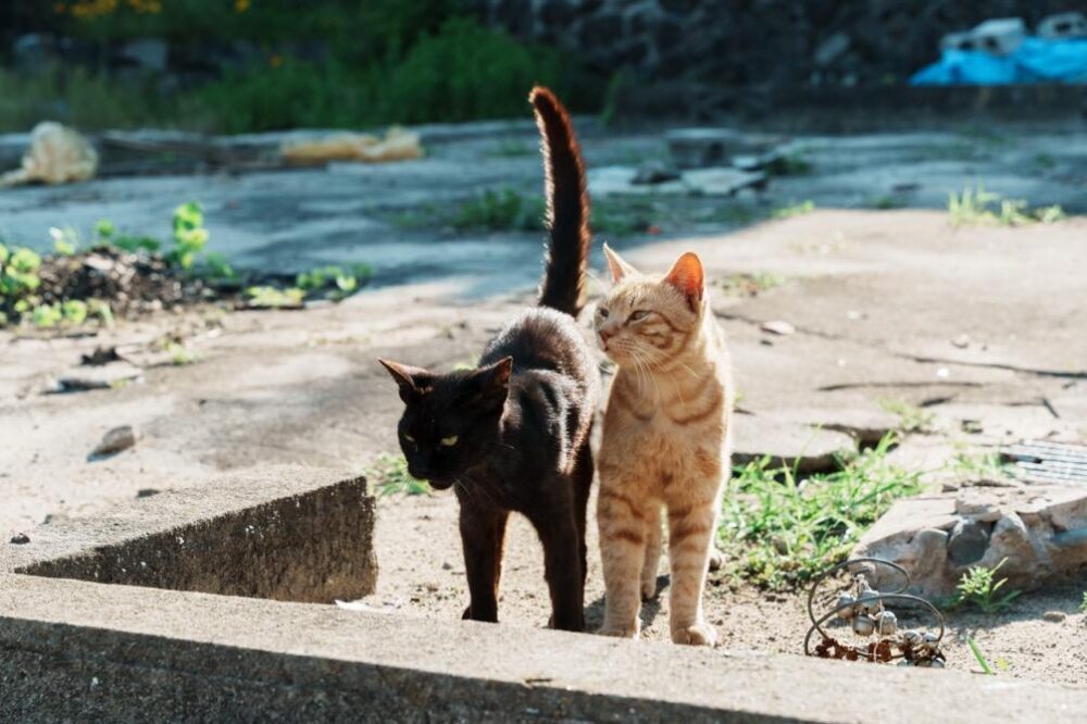 2匹並んだ佐柳島の猫