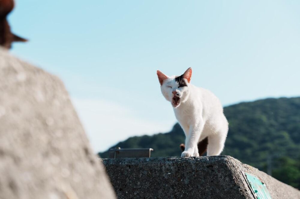 猫ジャンプの直前