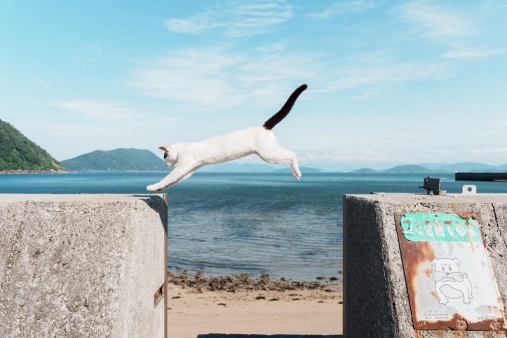 猫がジャンプして着地