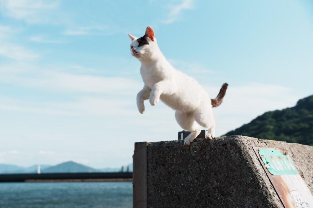 猫がジャンプする様子