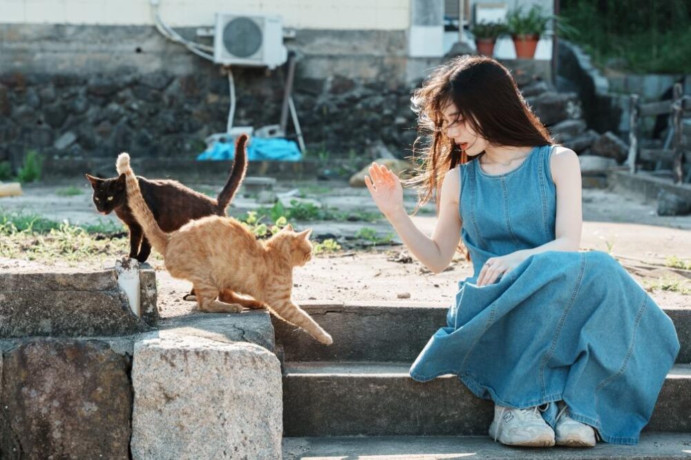 佐柳島内のあらゆる場所で猫とふれあえる