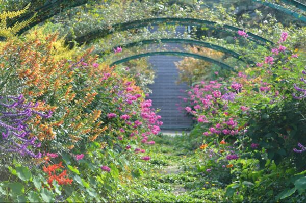 北川村「モネの庭」マルモッタンの花の庭