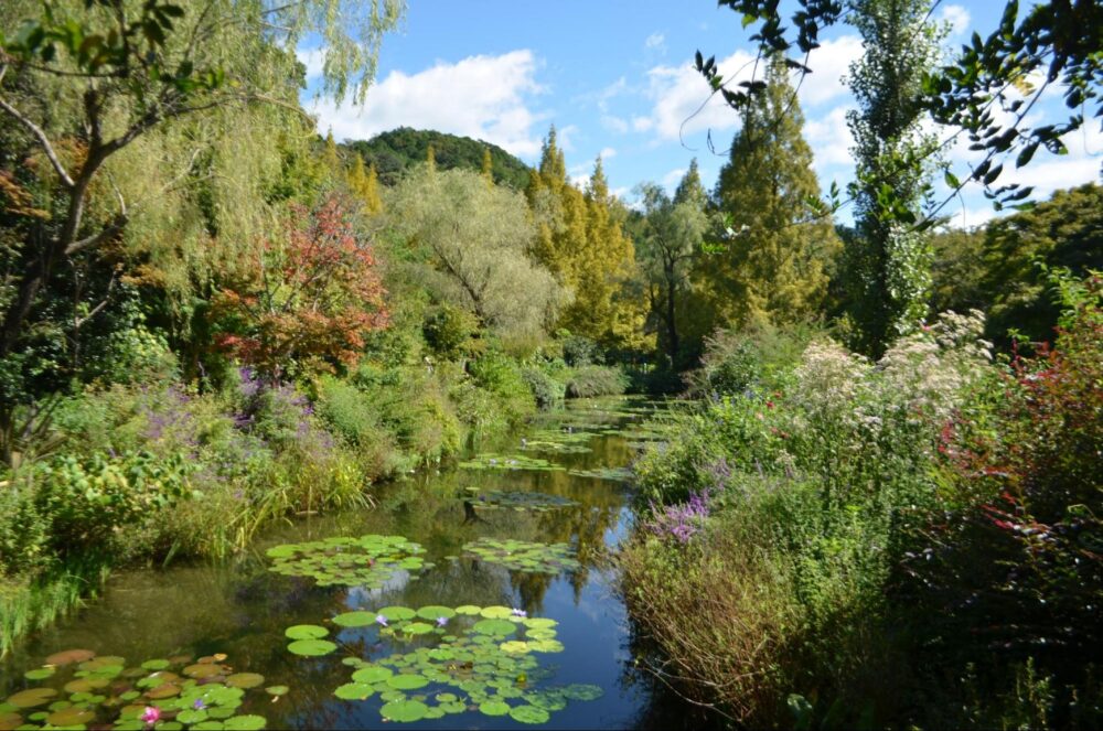 9月の水の庭の風景