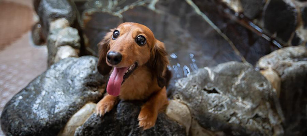 犬専用の浴室でリラックス