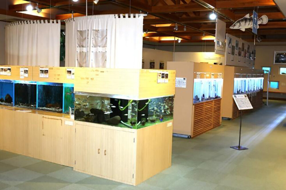 四万十川学遊館あきついおの淡水魚水族館