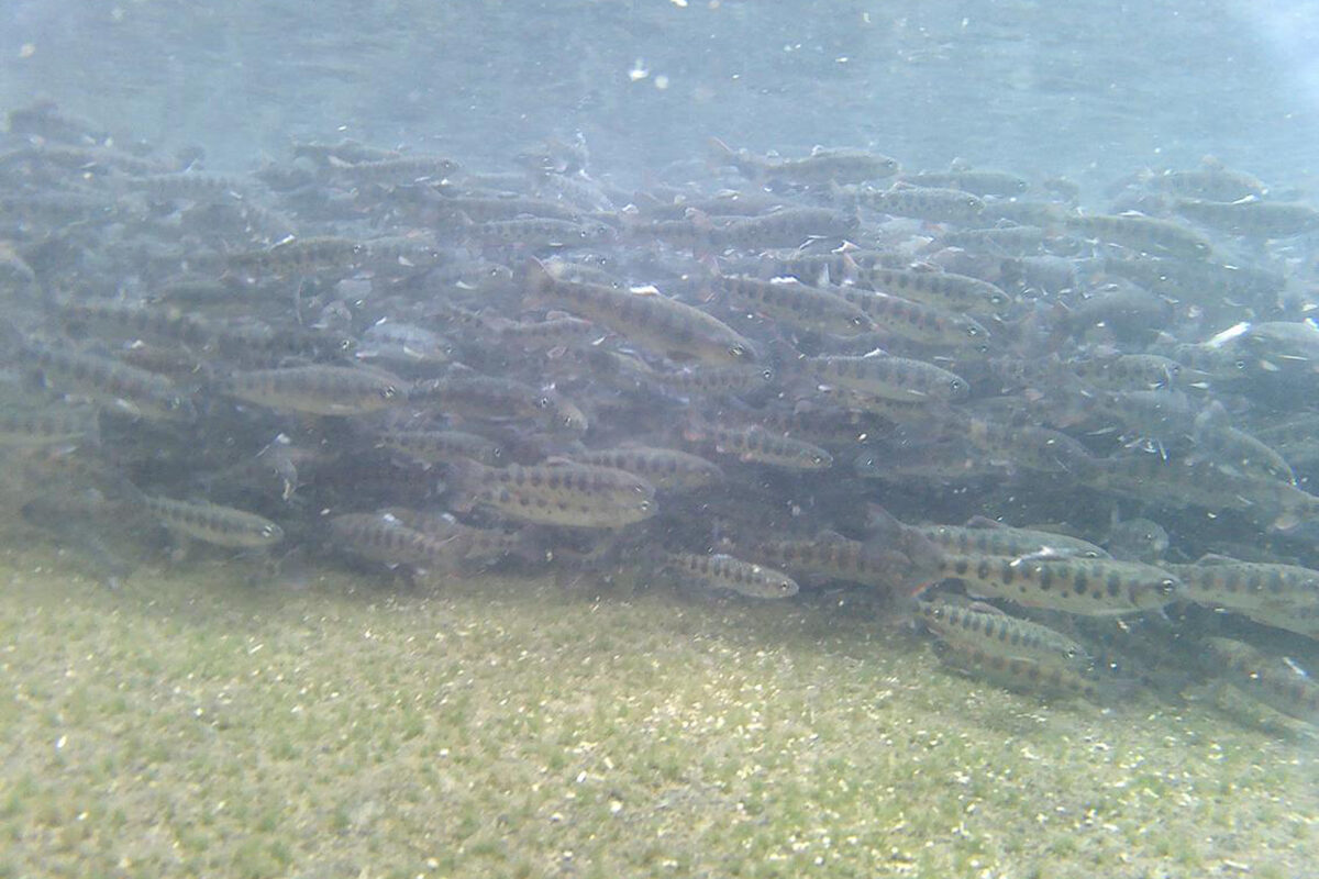 いけすの中には大量の魚たちが泳ぐ