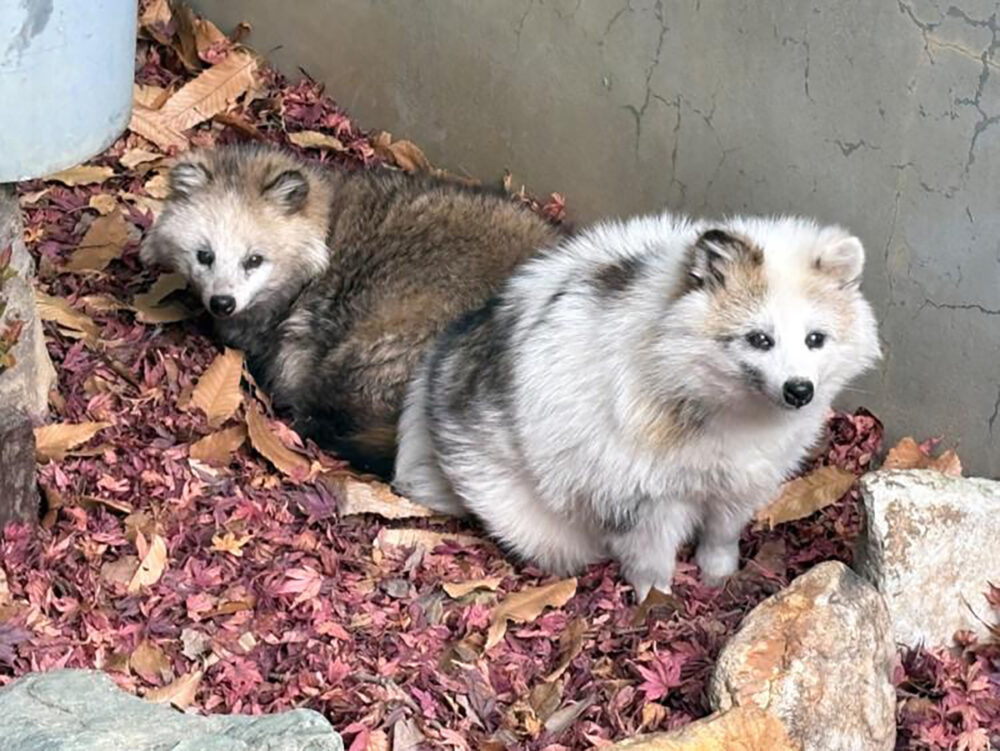 わんぱーくこうちで人気のレアな白変種タヌキ「ぶちぽん」