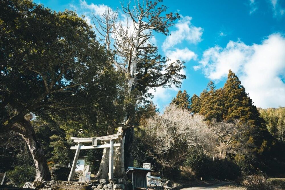 永渕神社の鳥居とご神木