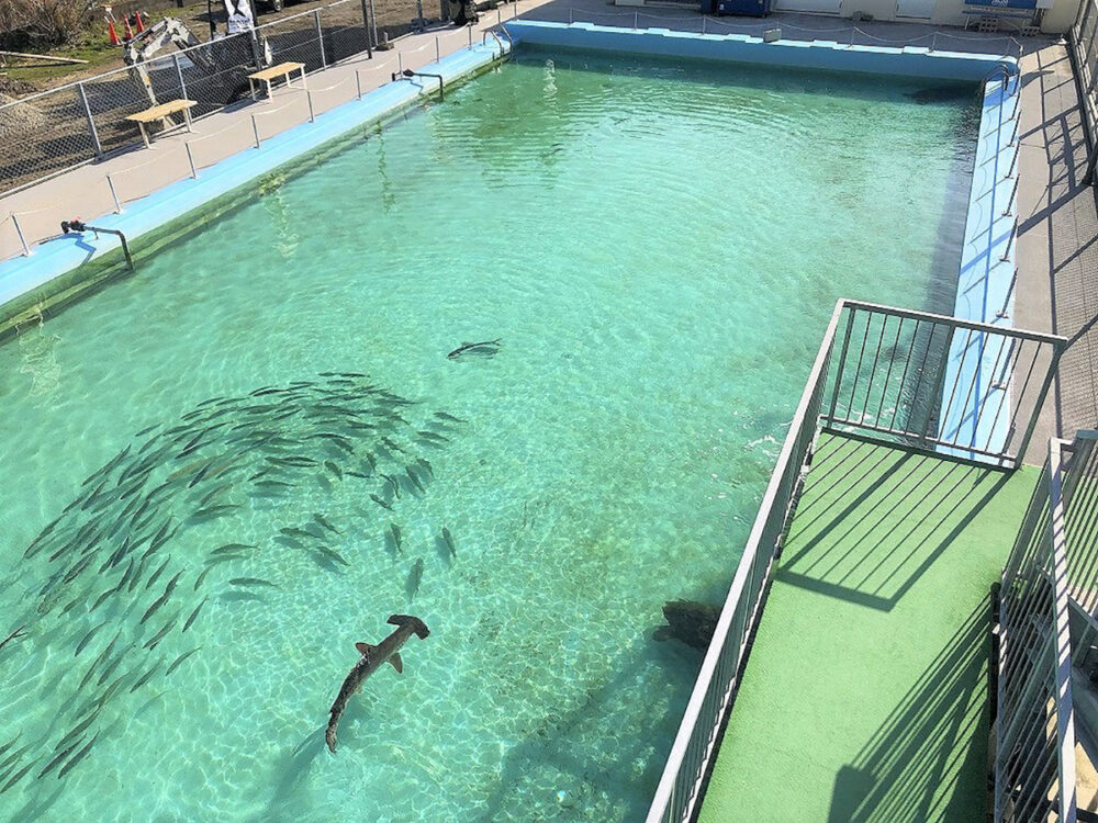 魚やサメ、ウミガメが泳ぐ25mプールの大水槽