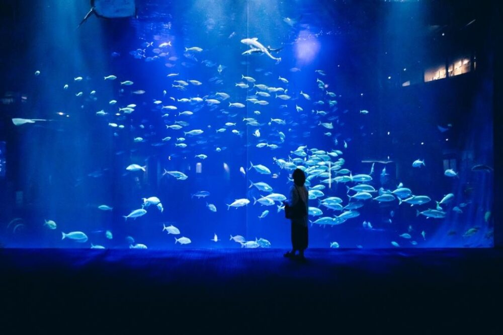 四国水族館の人気水槽「綿津見の景」