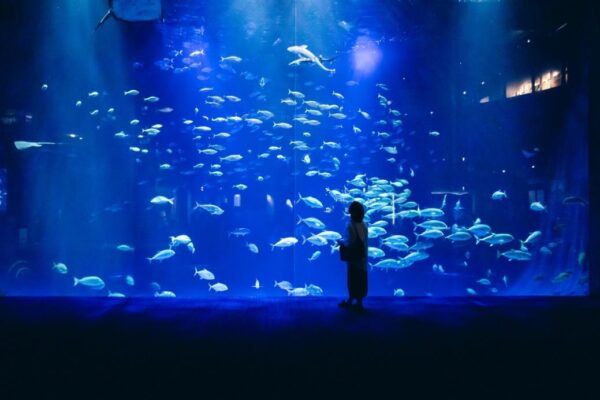 四国水族館の人気水槽「綿津見の景」