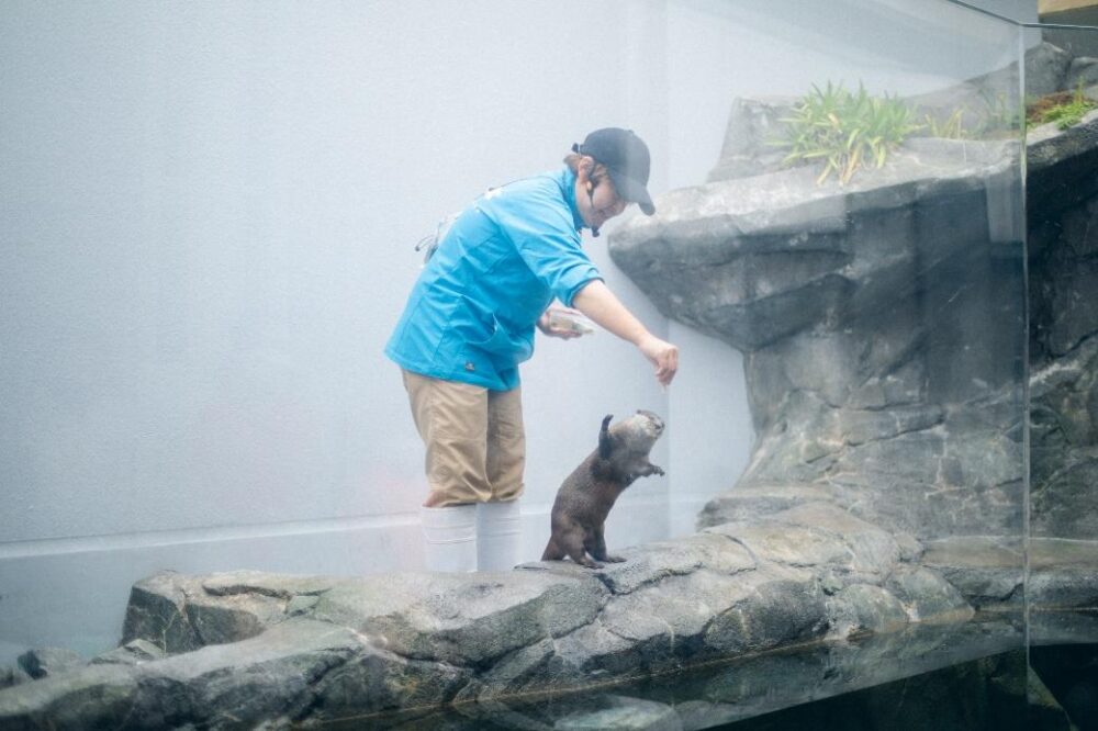 四国水族館のカワウソフィーディングタイム・かわいいカワウソ
