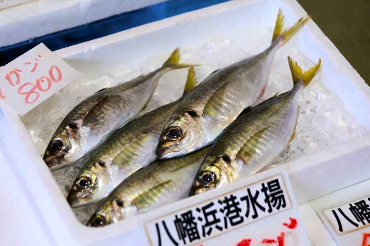 どーや市場に並ぶ鮮魚
